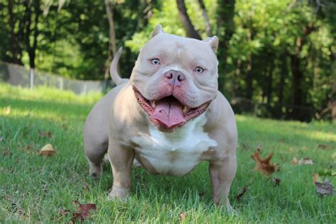 micro bully puppy for sale